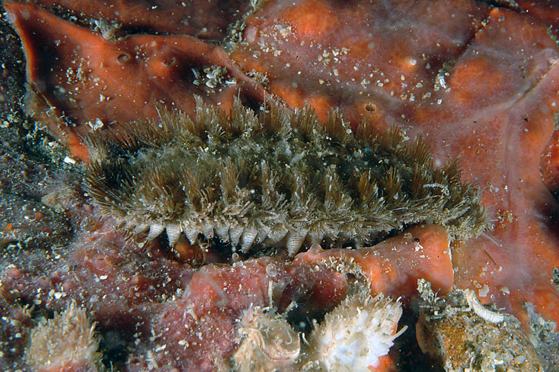 Pontogenia chrysocoma